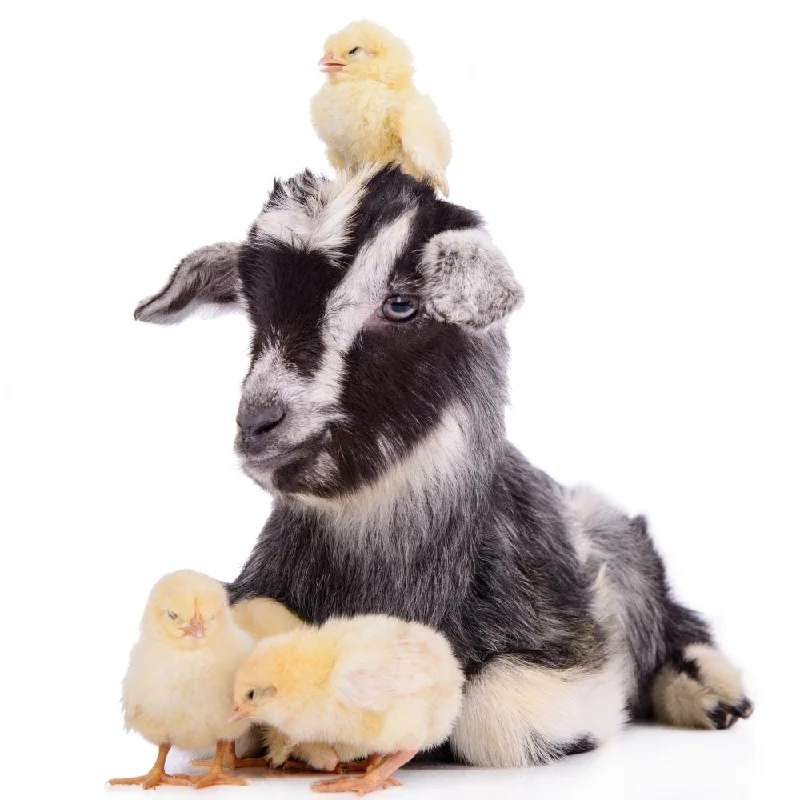 Goat and Chickens