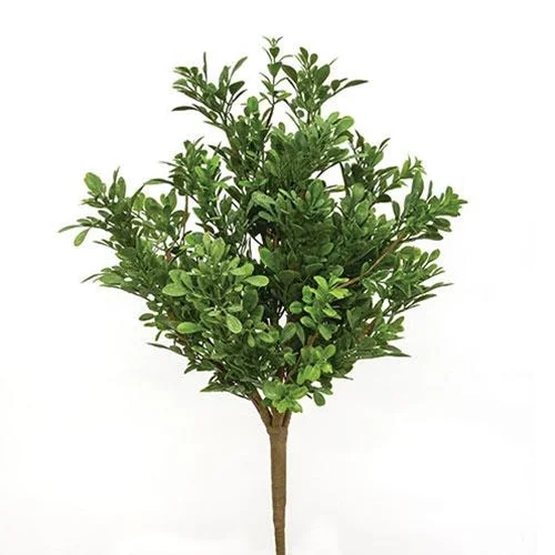 Heritage Boxwood Bush 19"